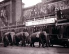 Elephants Parade Past Brighton Hippodrome